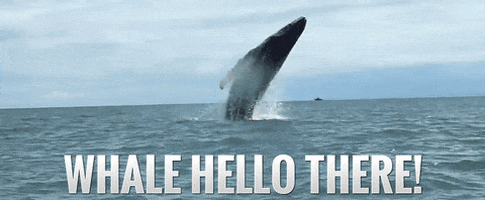 Whale Hello GIF