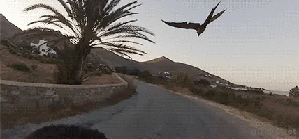 parrot flying GIF