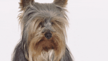 AnimalHouseMilano GIF