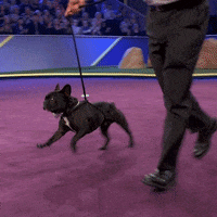 Dog Puppy GIF by ABC Network