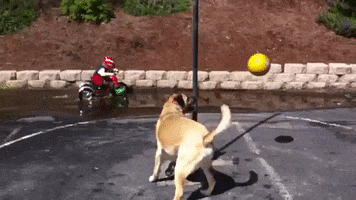 Tetherball GIF