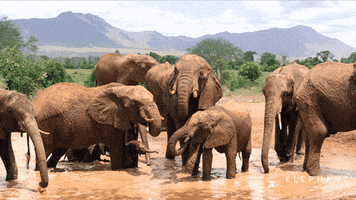 Watering Hole Elephant GIF by Apple TV+