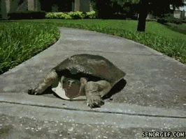 snapping turtle running GIF by Cheezburger