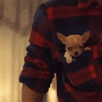 Pocket Gifs Get The Best Gif On Giphy