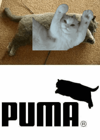 Cat Car GIF