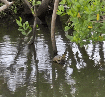 Manatee Vs Turtle GIF