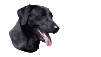 Terrain D.O.G. Sticker