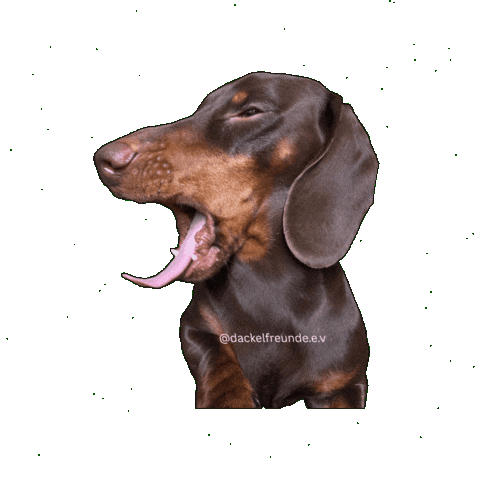 Wiener Dog Sticker by dackelfreunde