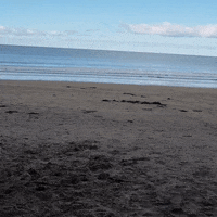 200.gif?cid=fc005b08811002846f8f2da07f0f36511eae8386130d9354&rid=200.gif&ct=g