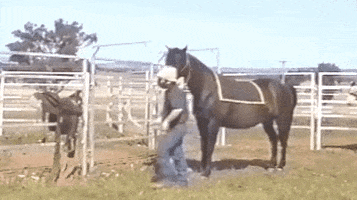 funny horse GIF