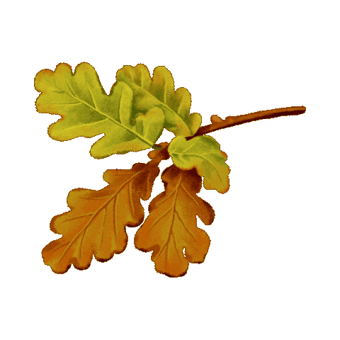 Full Circle Gin Sticker by fullcircledistillers