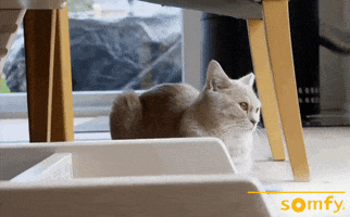 Smart Home Cat GIF by Somfy