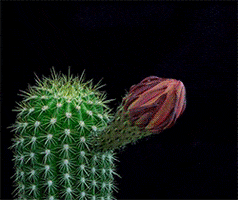 Flower Cacti GIF