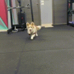 Animated GIF