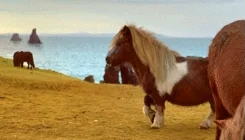 pony GIF