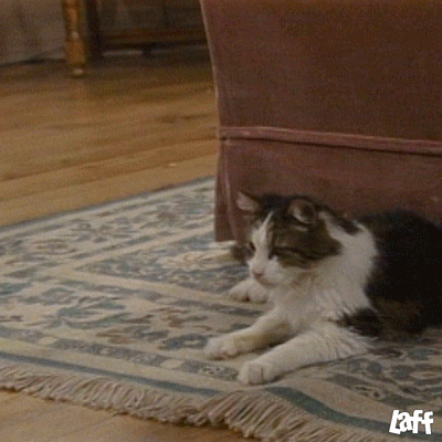 Tv Show Cat GIF by Laff