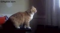 cat jumps GIF