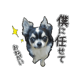 Chihuahua Sticker