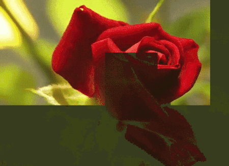 roses GIF