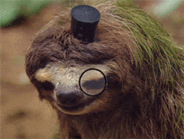 sloth gentleman GIF