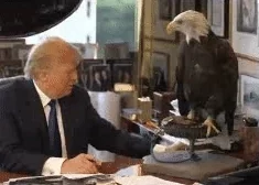 trump donald GIF