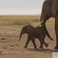 Wildlife Parents GIF by BBC America
