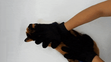 Tamadori Collection GIF