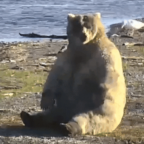 Bear GIF