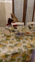 Kids Dogs GIF by ViralHog