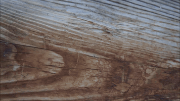 Bierlefanz GIF