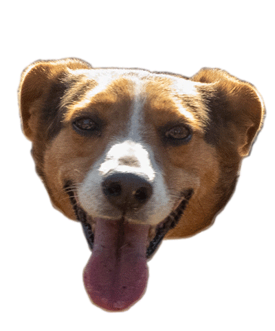 Dog Love Sticker by Buscamos Casita