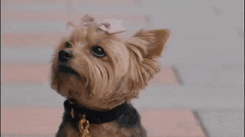 Dog Renew GIF