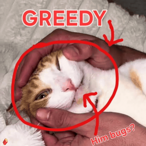 Cat Meme Orange Car GIF