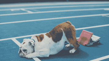 DrakeUGriff cute dog win run GIF