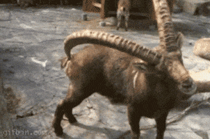 thats GIF