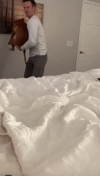 Dog Just Loves Being Bounced on the Bed