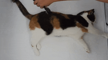 Tamadori Collection GIF