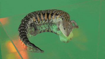 Lizard Ping GIF