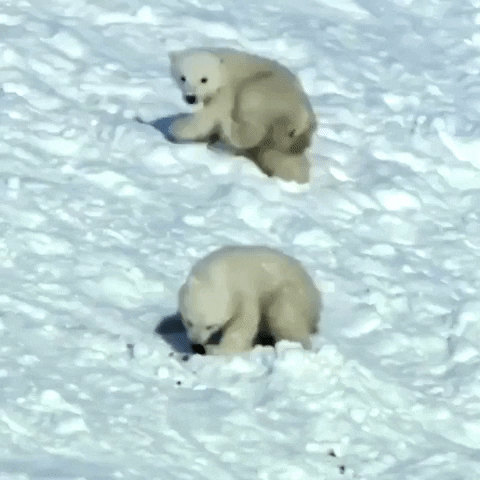 baby polar bears