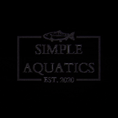 SimpleAquatics fish pet simple tank GIF
