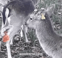 Funny Deer Yawn GIF by Wondeerful farm
