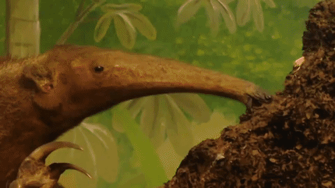 Cute-animals GIFs - Find & Share on GIPHY