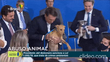 Dog GIF