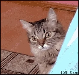 giphy.webp