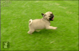 Pug Running GIF
