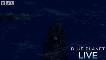 bbc one oceans GIF by BBC