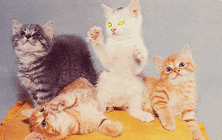 Cats Rave GIF