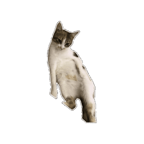 Cat Lola Sticker