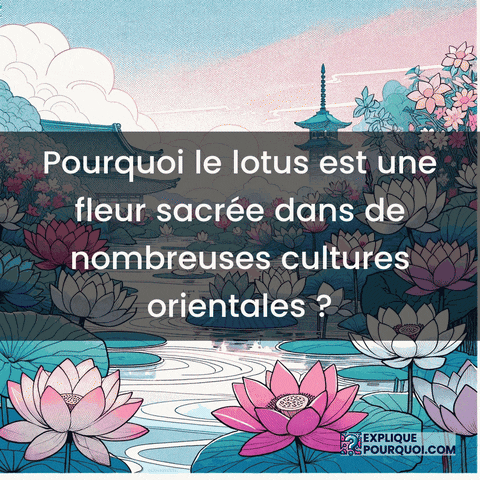 Couleur Du Lotus GIF by ExpliquePourquoi.com