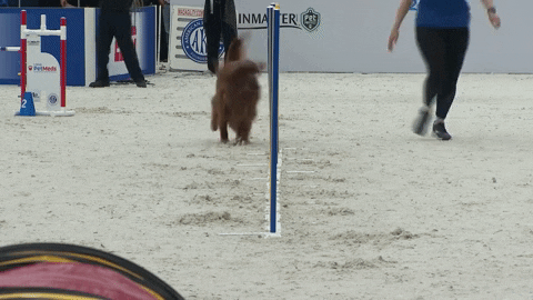 akc agility premier cup